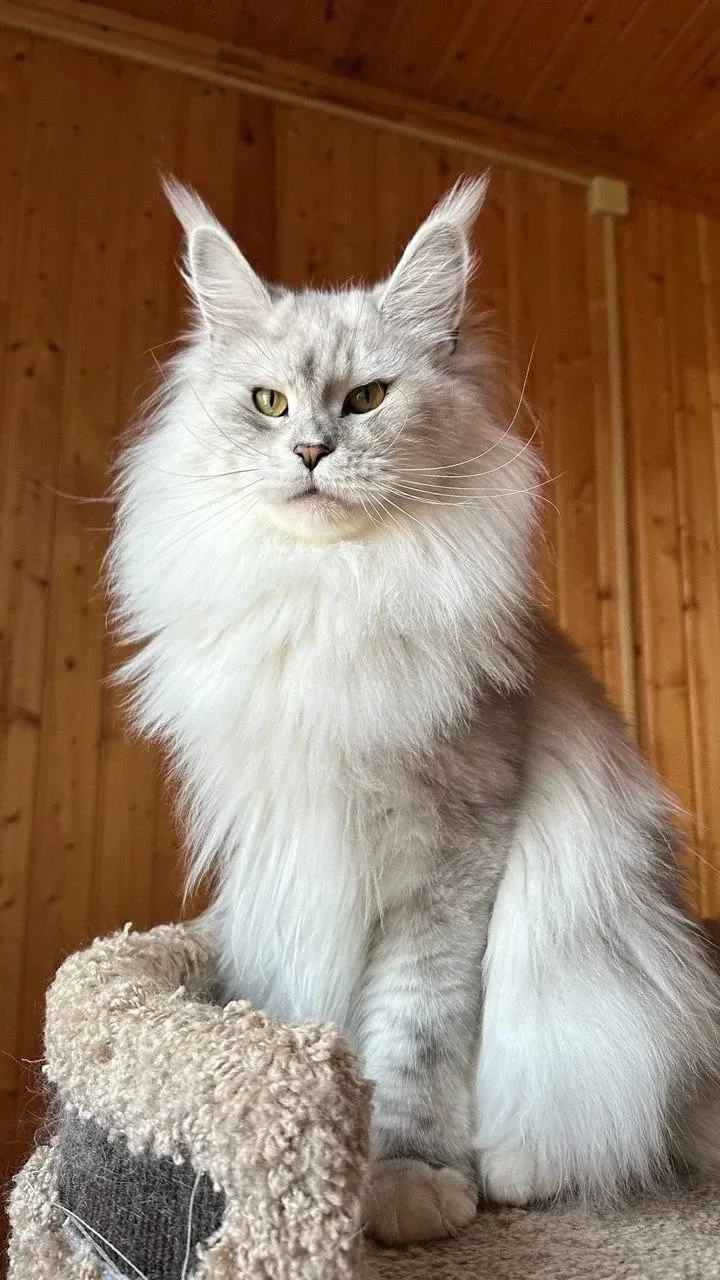 Челси — кошка мейн-кун Veronika Style Chelsea