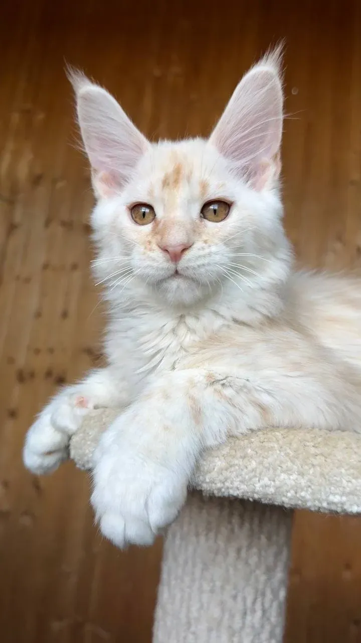 Чикаго — светлый котёнок мейн-куна из помёта Ч